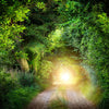 Beautiful Tunnel of Green Trees - Backdropsource