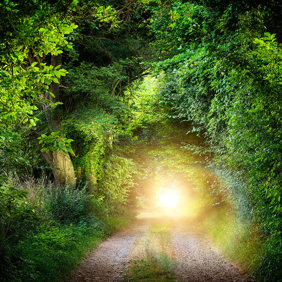 Beautiful Tunnel of Green Trees - Backdropsource