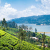 Tea Plantation Near Nuwara Eliya In Sri Lanka - Backdropsource