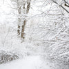 Snow White Forest Backdrop - Backdropsource