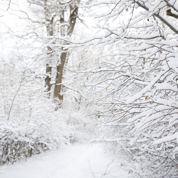 Snow White Forest Backdrop - Backdropsource