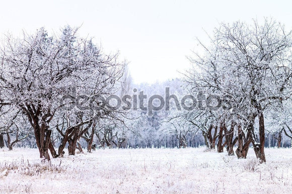 Frosty Apple Tree Winter Garden  Backdrop - Backdropsource