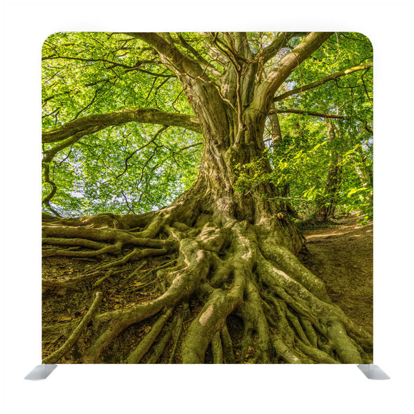 Forest And Trees An Amazing Earth Backdrop - Backdropsource